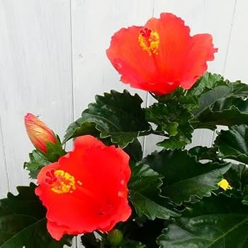 Amazon.co.jp: ハイビスカス オリオン 赤花 5号鉢 夏の花 苗 鉢